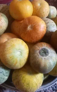 گرگه دیم
