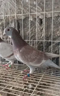 نرمسافتی