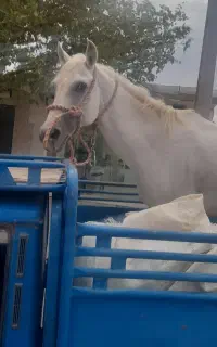 اسب کرد خالص
