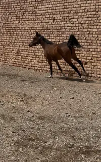 کره مادیان کرد - کره طوفان کیانی
