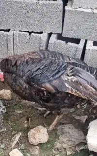 بقلمون نر جون