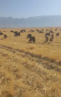 بز ترکی کوه گشته جوان