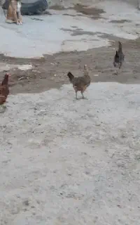 مرغ تخم گذار جوان