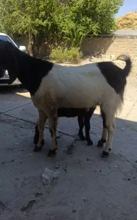 نر بز دو ساله ویکی نه ماهه فروشی