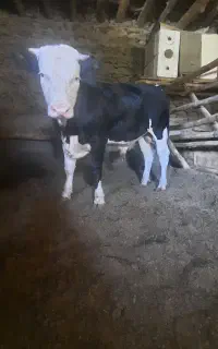 جوانه مونت بیلیارد