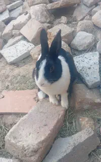 خرگوش خونگی