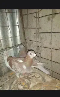 جفت بورمگس وریش کاکل