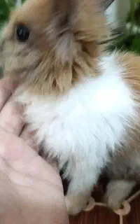 خرگوش نیم لبو