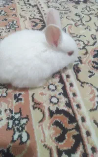 بچه خرگوش بازیگوش