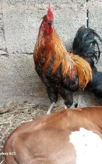 خروس