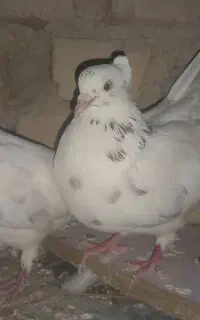 کبوتر