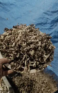 پوشال درشت و خاک اره