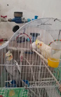 عروس هلندی