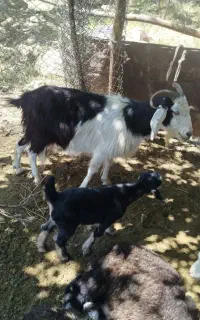 بز‌‌غاله