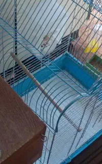 فروش قفس