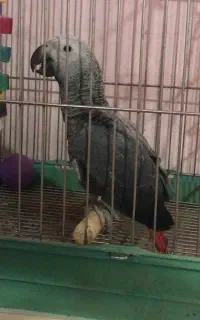 جوجه کاسکو ۶۵ روزه شاه تخم