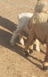 فروش یک راس بره نره قوچی جنس دار درجه یک
