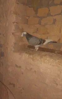 مینا سبز
