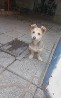 سگ پاکوتاه زرنگ