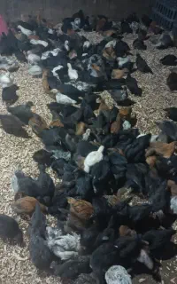 جوجه گلپایگان قیمت  ۲۵۰تومان