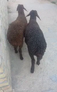 بره نر