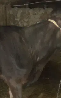 ۲ تا تلیسه جوان