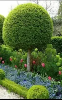 باغبانی خدمات گل گیا سعادت آباد