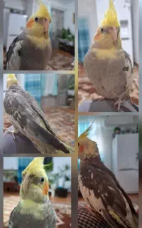 عروس هلندی گمشده