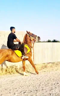 اسب مادیان سواریدار