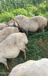 گوسفند دامازدق