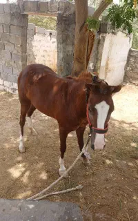 کره اسب عرب اهوازی