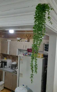 درخت شمشاد