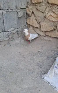 ۳۰۰