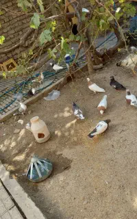 تعدادی کبوتر
