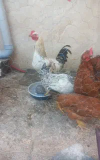 مرغ