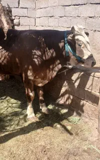 گوساله نر سمین تال اصل