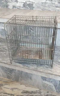 قفس قناری . سره