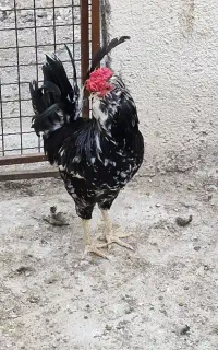 جوجه گلین