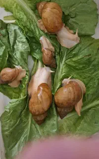 فروش حلزون
