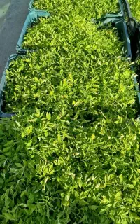 نشا گوجه محلی فلفل بادمجان زنگوان