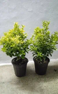 گل و گیاه و اجرای فضای سبز