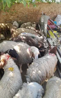 ییلاقی دارای  چراگاه کوهستانی تهران زنده