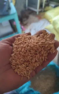 گندم دیم