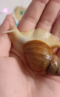 حلزون‌های بهداشتی