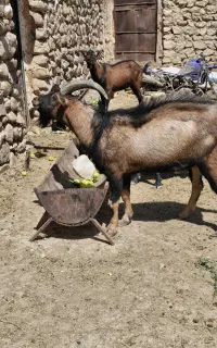 دو راس نر بز آلپاین اصل