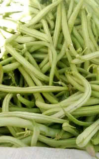 لوبیا سبز