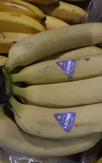 ی کارتن موز مجلسی