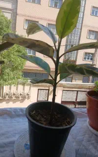 گل فیکوس