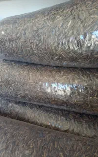 تخمه گل افتاب فروشی