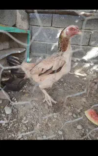 مرغ و خروس